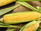 上涨趋势遭遇阻碍 二季度玉米预计稳步疲软运行