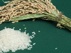 大米的种类有哪些