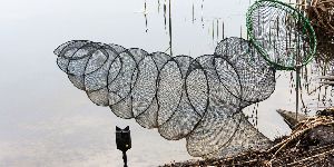 柬埔寨当地村民捕获世界最大淡水鱼