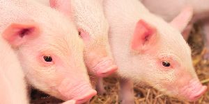 国家将启动年内第三批中央猪肉储备收储工作