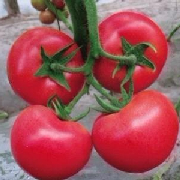 欧冠西红柿