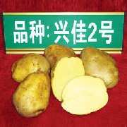 兴佳2号土豆