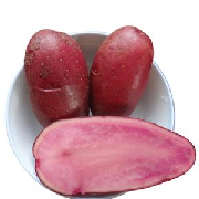 红玉土豆